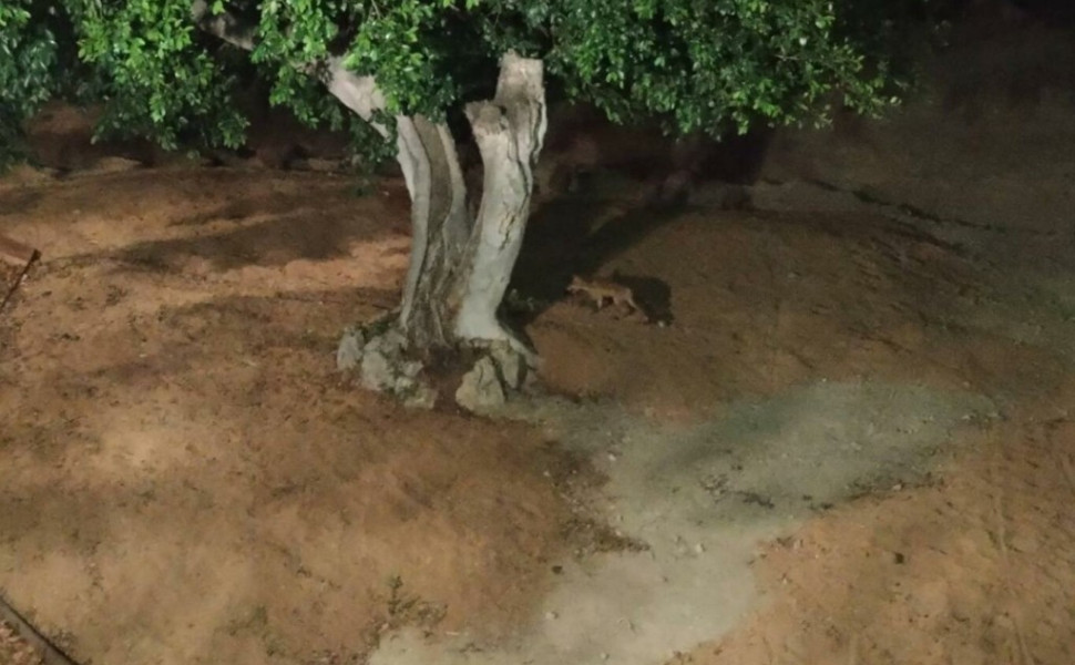 ΑΝΙΜΑ ΑΝΙΜΑ