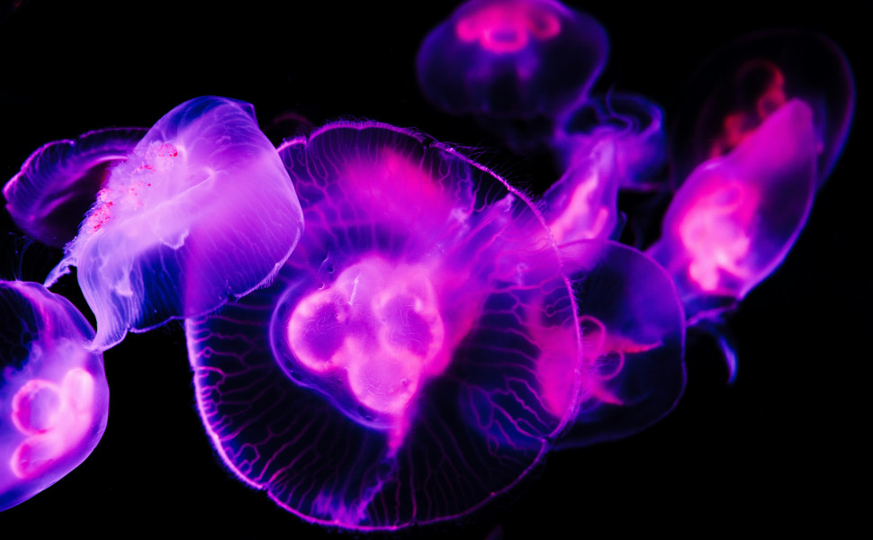 Φωτό: Unsplash Φωτό: Unsplash