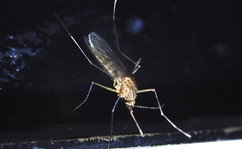 Imago Imago