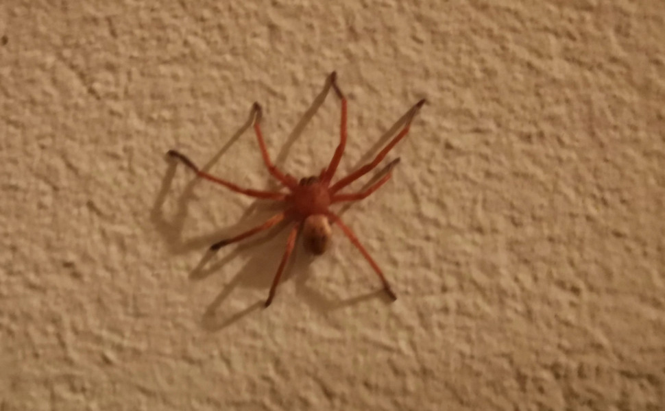 IMAGO IMAGO